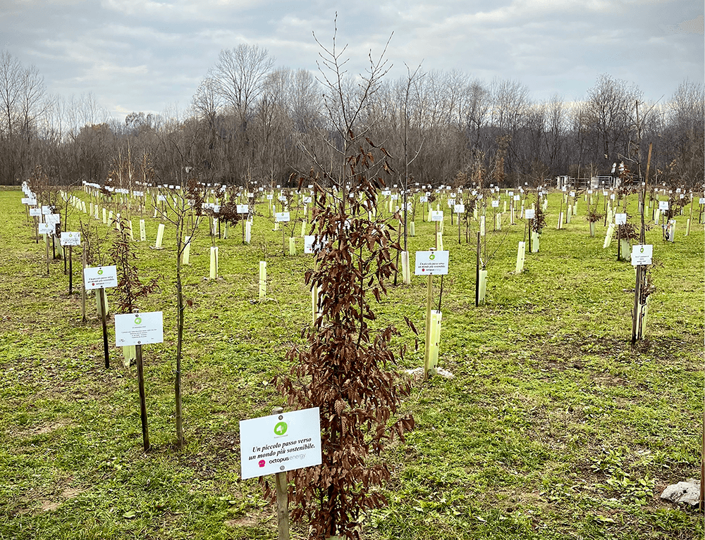 Nuovi alberi piantati da Octopus Energy